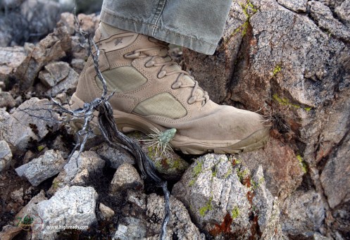 Arizona cholla cactus is no match for Wellco X Force boots. (It had to resort to a sneak attack; when I knelt down to shoot, it got me from behind . . . er . . . in the behind.)