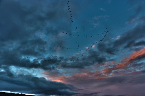 Sandhill Cranes Fill the Sky
