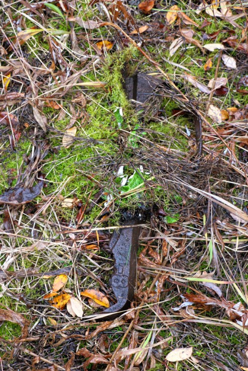 Another Stovetop Under the Moss