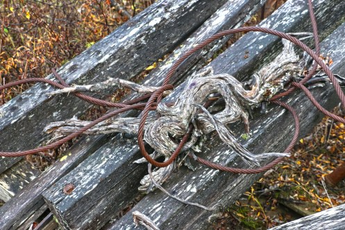 When man tangles with nature